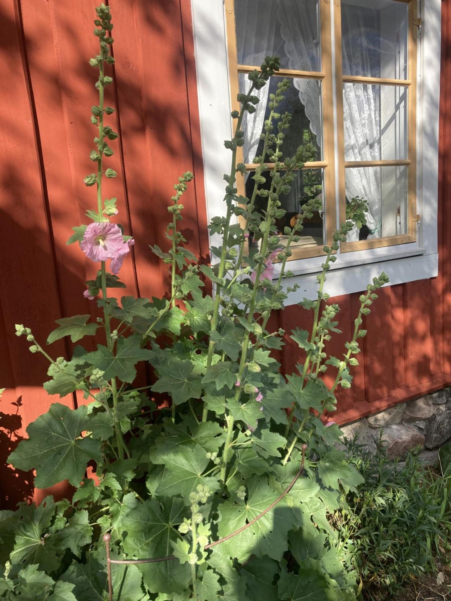 Thorstorps Gard B&B Söderköping Eksteriør billede